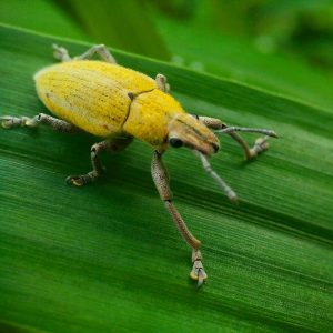 kumbang kuning