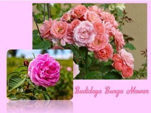 Budidaya bunga mawar