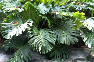 tanaman monstera