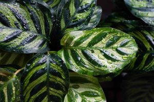 tanaman calathea