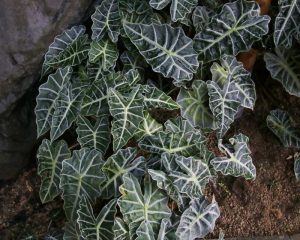 tanaman alocasia atau keladi