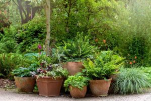 tips menata kebun