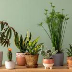 Tak Hanya Asri, Tanaman Ini Juga Bikin Kebun Rumah Makin Estetik