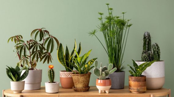Tak Hanya Asri, Tanaman Ini Juga Bikin Kebun Rumah Makin Estetik