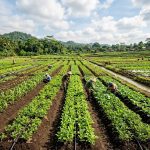 Rekomendasi Komoditas Tanaman Paling Pas Menjelang Musim Hujan