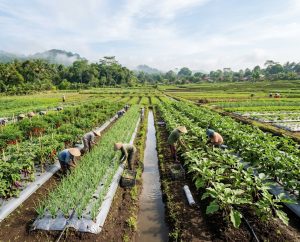 hortikultura