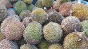 durian