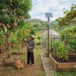 Gabungan Teknik Budidaya Tradisional & Modern untuk Kebun Buah yang Sukses