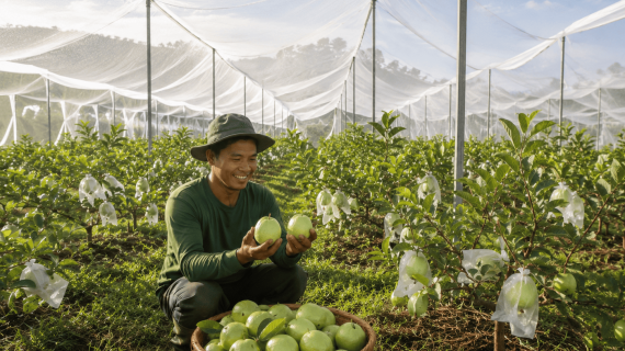 Trik Jitu Rawat Tanaman Buah Bebas Lalat Buah Menggunakan Insect Net