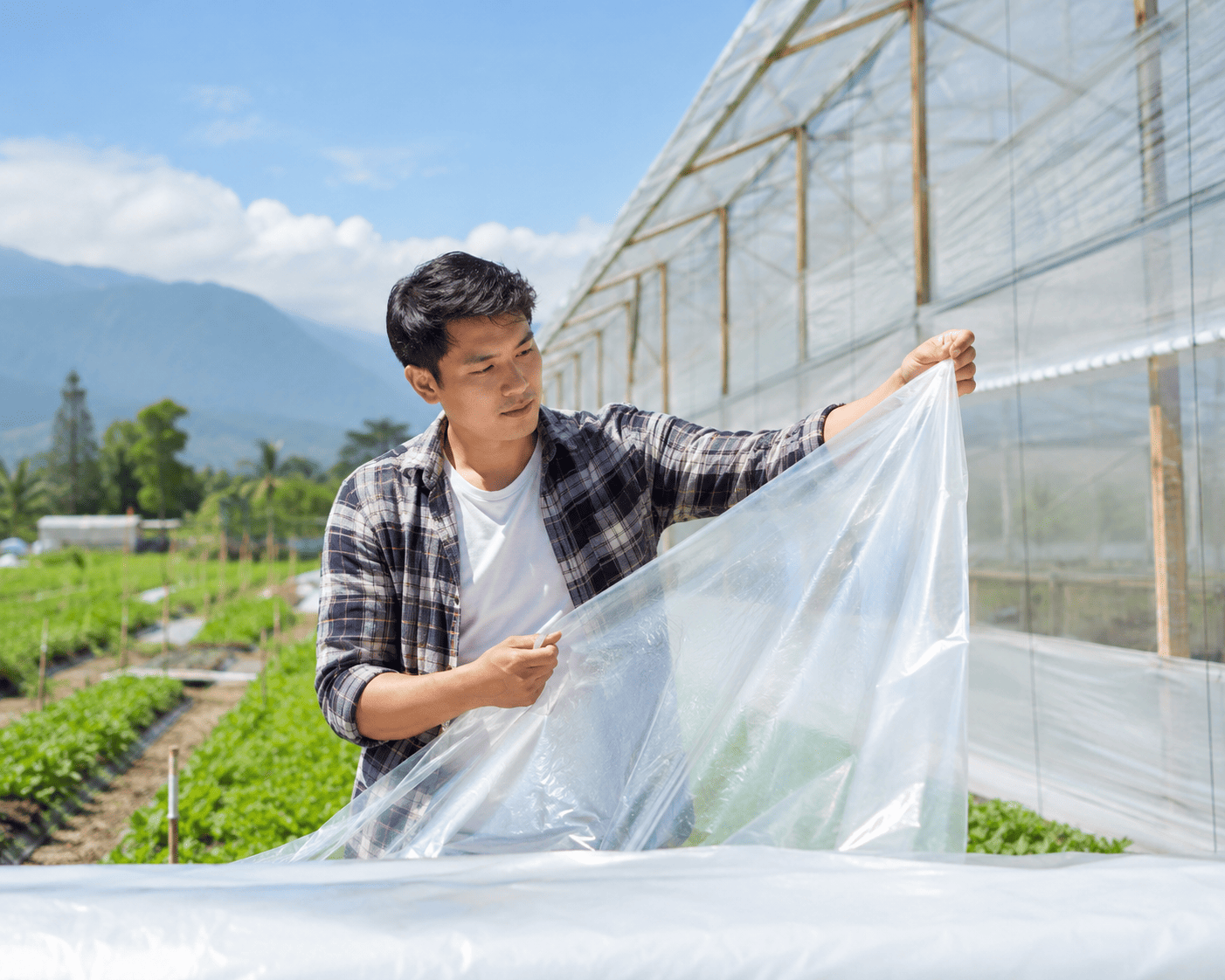 plastik uv greenhouse