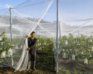 pemasangan insectnet