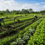 Bukan Sapi Saja! Ini 5 Hewan Penghasil Pupuk Premium Penyubur Tanaman
