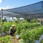 Paranet, Solusi Peneduh untuk Tanaman dan Area Outdoor