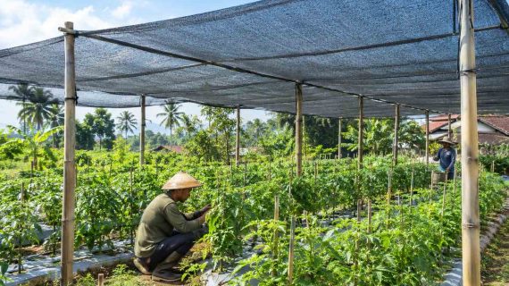 Paranet, Solusi Peneduh untuk Tanaman dan Area Outdoor