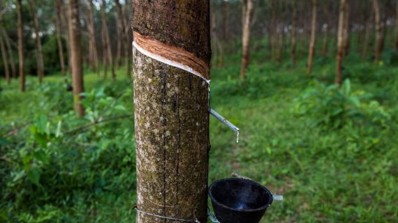 Mengupas Fakta Unik Pohon Karet yang Jarang Orang Tahu